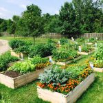 Children’s Community Garden Group with Sustainable CAPE