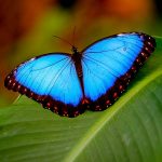 Nature Screen presents "Butterfly Blueprints"