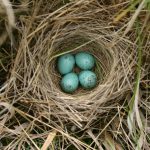 Nature Screen presents: "The Nest"