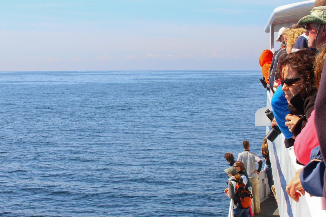 People onboard a Dolphin Fleet Whale Watch looking out on the water for a whale sighting. 