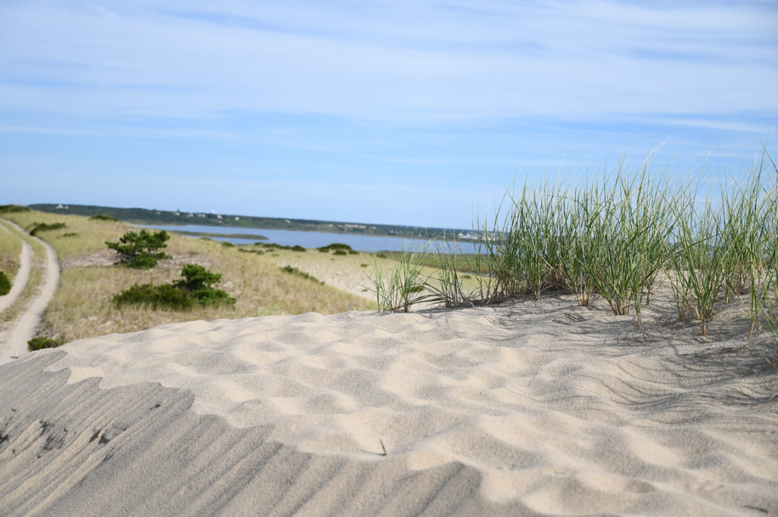The dunes in Provincetown, taken from a trip with Art's Dune Tours. 