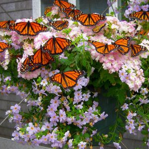 2022 Butterfly House & Pollinator Path