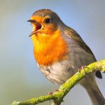 Why Birds Sing with Naturalist Phil Kyle