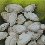 Gallery 1 - Colored Pencil Drawing: Rocks and Shells, with Clair Marcus and Judy Cournoyer 