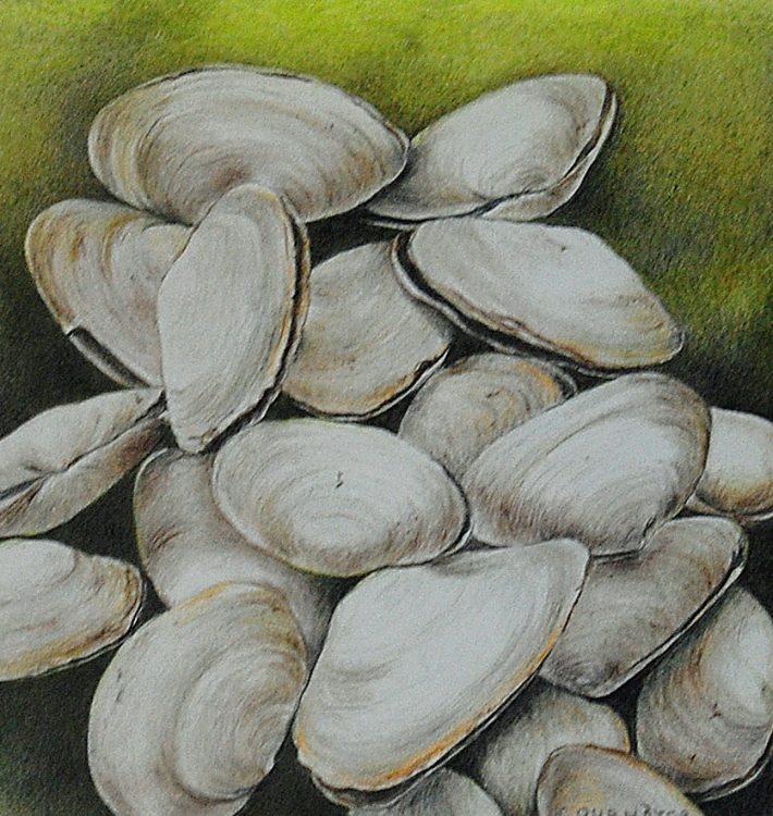 Gallery 1 - Colored Pencil Drawing: Rocks and Shells, with Clair Marcus and Judy Cournoyer 