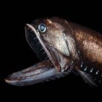 Naturescape Gallery Presents "At the Edge of Darkness" by WHOI Photographer Paul Caiger