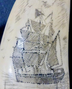 Scrimshaw Discovery Day