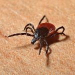 Tick Training and Lyme Disease Prevention