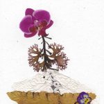 Marine Algae and Botanical Art, with Stephanie King 
