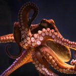 Zoom Lecture: Cephalopods: Amazing Brains and Morphing Skin