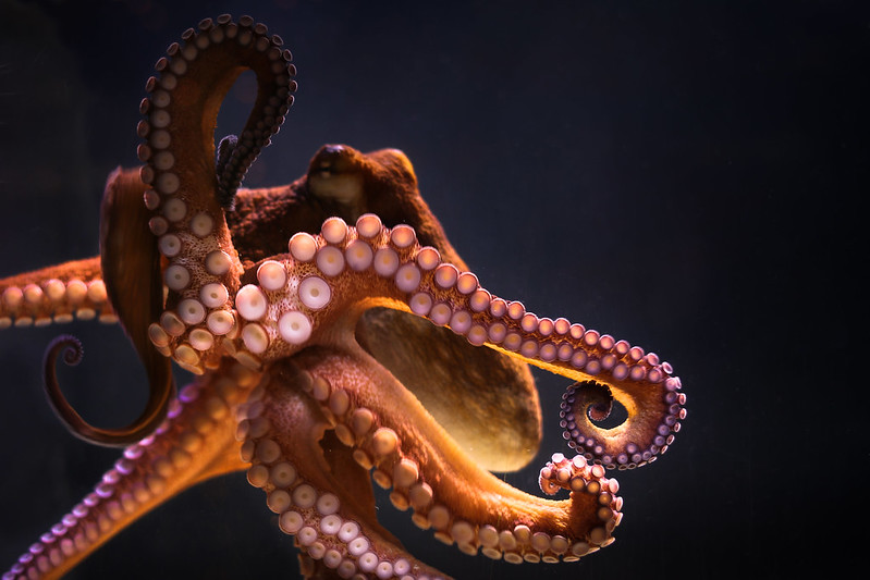 Zoom Lecture: Cephalopods: Amazing Brains and Morphing Skin