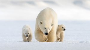 Nature Screen presents "Snow Bears"