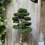 Introduction to Bonsai
