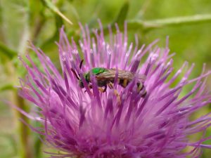 Friends with Benefits: Helping Insect Pollinators in a Residential Landscape