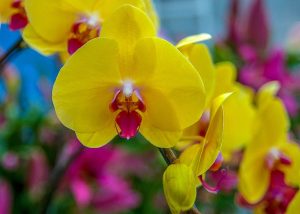 Nature Screen presents "Orchids: Plants Behaving Badly"