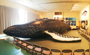 The Inflatable Humpback Whale!