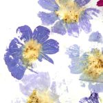 Flower Pounding to Create a Wall Hanging or Greeting Card with Anna Holmes