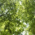 Forest Bathing Spring 2023 Sessions