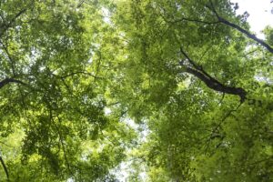 Forest Bathing Spring 2023 Sessions
