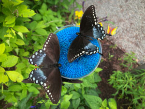 2023 Butterfly House & Pollinator Path ~ Nature's Unforgettable Experience