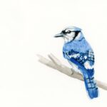 Gallery 2 - Painting Birds In Gouache!