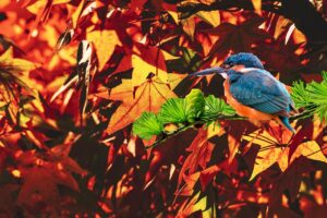 Bird Walk & Talk Hosted by CCMNH Field Guide Karl Fryzel September/October