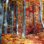 Forest Bathing Fall Sessions