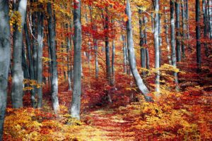 Forest Bathing Fall Sessions