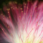 Naturescape Gallery presents "Abstract Nature" by Photographer Marcy Ford.