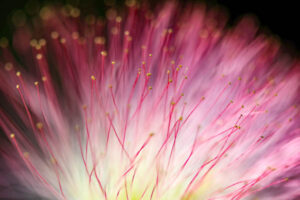 Naturescape Gallery presents "Abstract Nature" by Photographer Marcy Ford.
