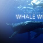 Nature Screen presents "Whale Wisdom"