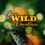 Nature Screen presents "It's a Wild Christmas"