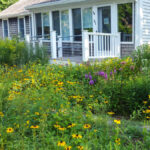 A Cape Cod Rain Garden ~ It’s a Garden with a Purpose with Kristin Andres