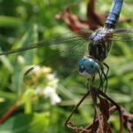 Rainbows on the Wing: Creating Landscapes for Dragonflies With Entomologist Blake Dinius